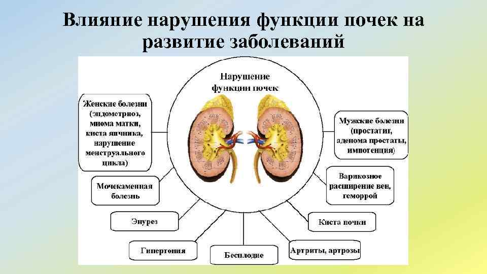 Влияние нарушения функции почек на развитие заболеваний 