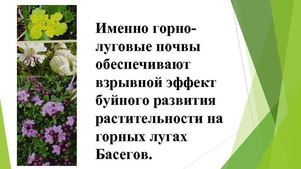 Именно горнолуговые почвы обеспечивают взрывной эффект буйного развития растительности на горных лугах Басегов. 