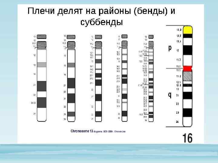 Генетическая карта показывает число и форму хромосом в клетке верно или нет