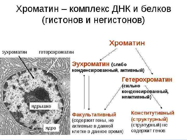 Синдром полисомии х хромосомы презентация