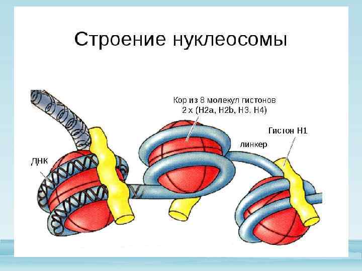 Строение хромосомы рисунок