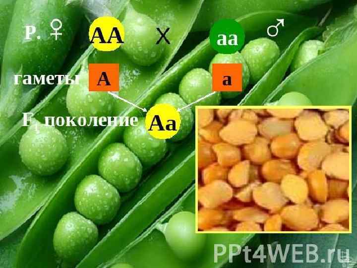 Моногибридное скрещивание картинки