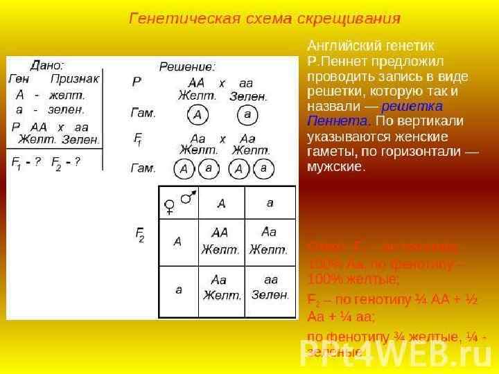 Схема моногибридного скрещивания