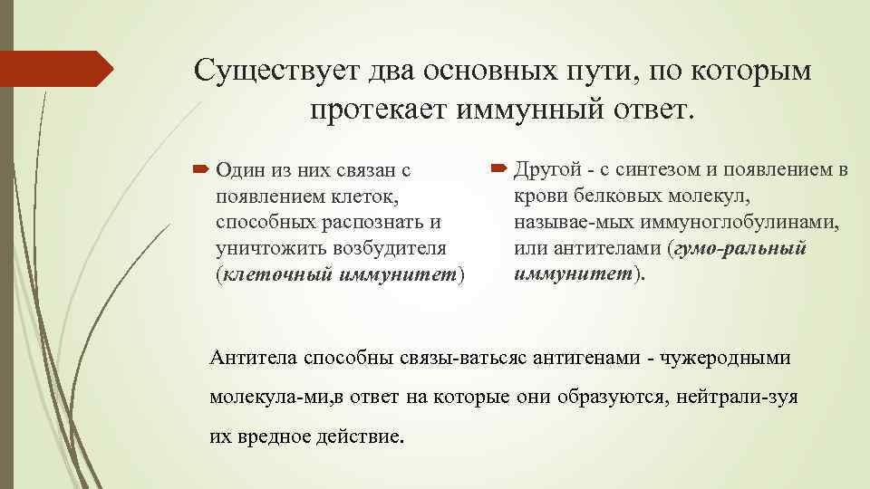 Существует два основных пути, по которым протекает иммунный ответ. Один из них связан с