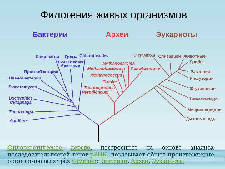 Филогенетическое дерево, построенное на основе анализа последовательностей генов р. РНК, показывает общее происхождение организмов