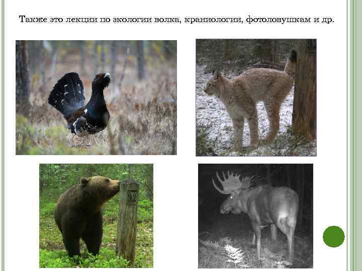 Также это лекции по экологии волка, краниологии, фотоловушкам и др. 