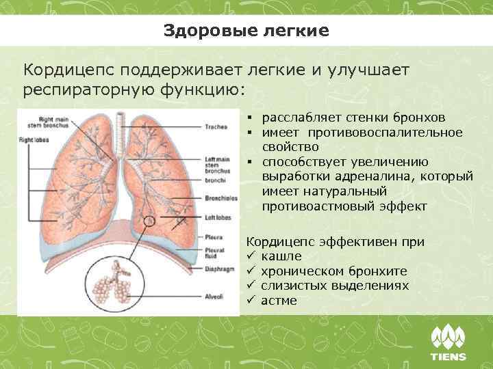 Здоровые легкие Кордицепс поддерживает легкие и улучшает респираторную функцию: § расслабляет стенки бронхов §