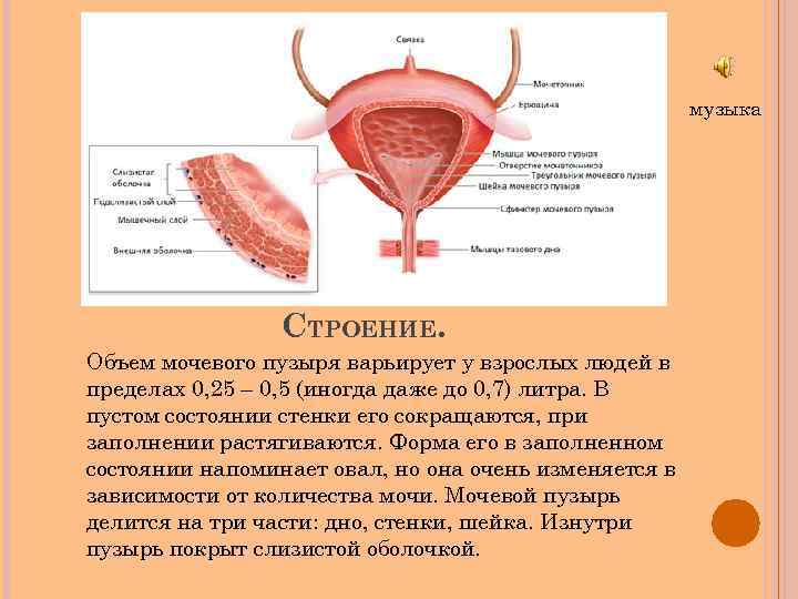 музыка СТРОЕНИЕ. Объем мочевого пузыря варьирует у взрослых людей в пределах 0, 25 –