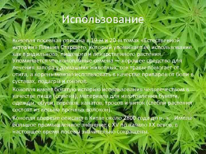 Использование Конопля посевная описана в 19 -м и 20 -м томах «Естественной истории» Плиния