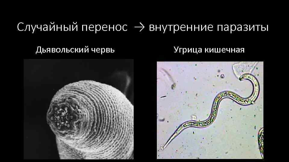 Случайный перенос → внутренние паразиты Дьявольский червь Угрица кишечная 