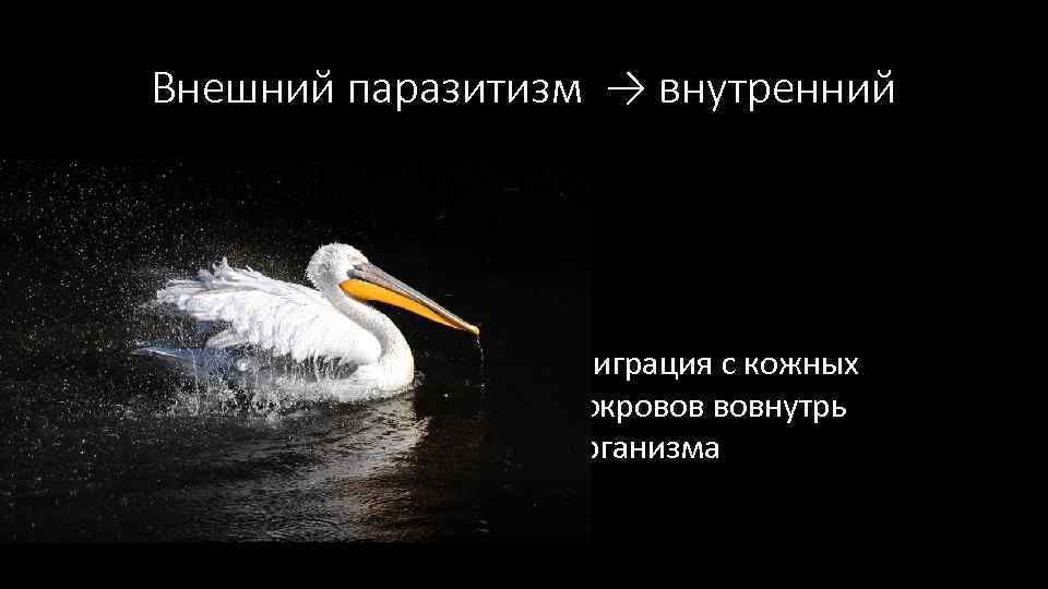 Внешний паразитизм → внутренний Миграция с кожных покровов вовнутрь организма 