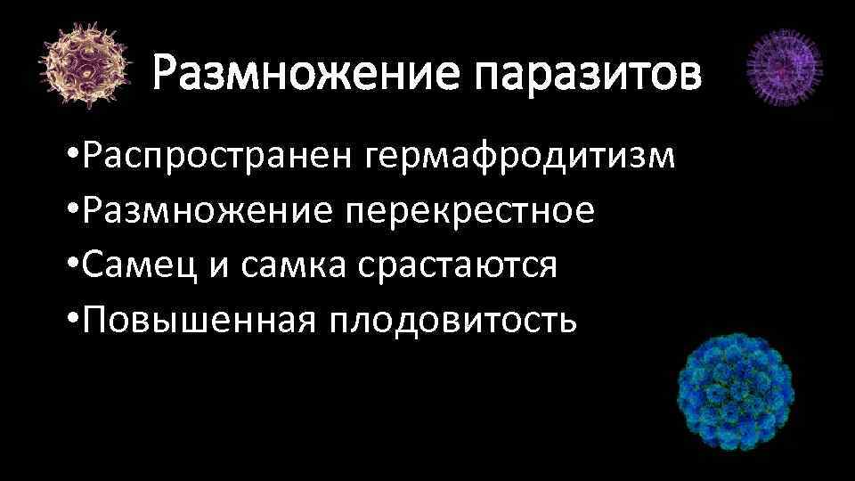 Размножение паразитов • Распространен гермафродитизм • Размножение перекрестное • Самец и самка срастаются •