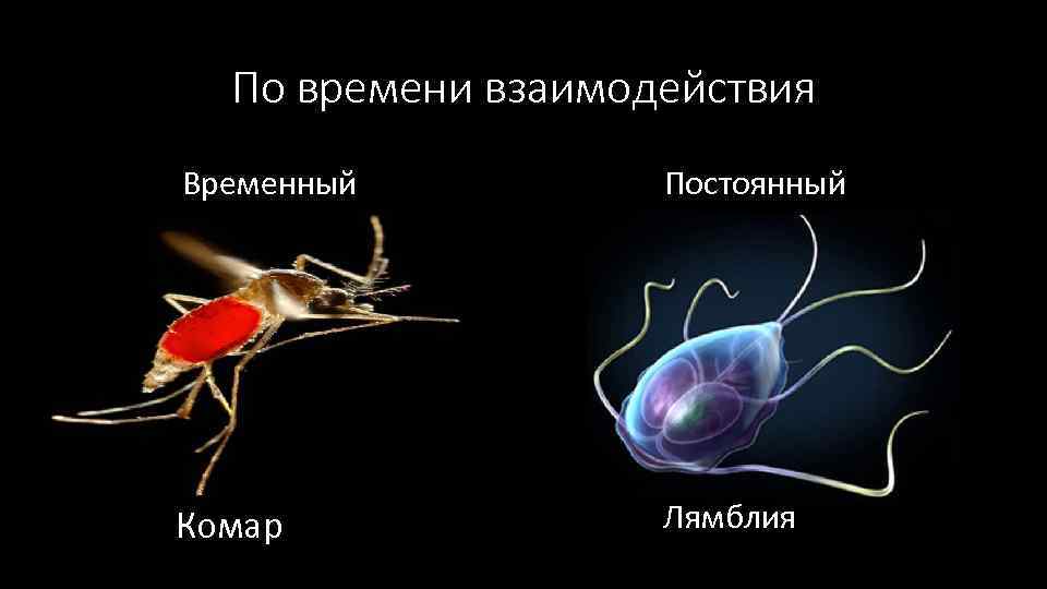 По времени взаимодействия Временный Постоянный Комар Лямблия 