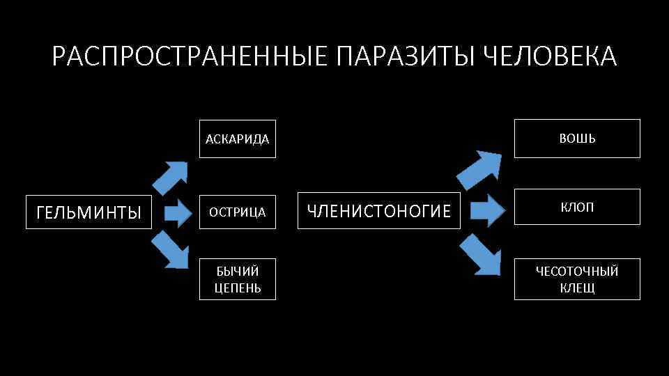 РАСПРОСТРАНЕННЫЕ ПАРАЗИТЫ ЧЕЛОВЕКА ВОШЬ АСКАРИДА ГЕЛЬМИНТЫ ОСТРИЦА БЫЧИЙ ЦЕПЕНЬ ЧЛЕНИСТОНОГИЕ КЛОП ЧЕСОТОЧНЫЙ КЛЕЩ 