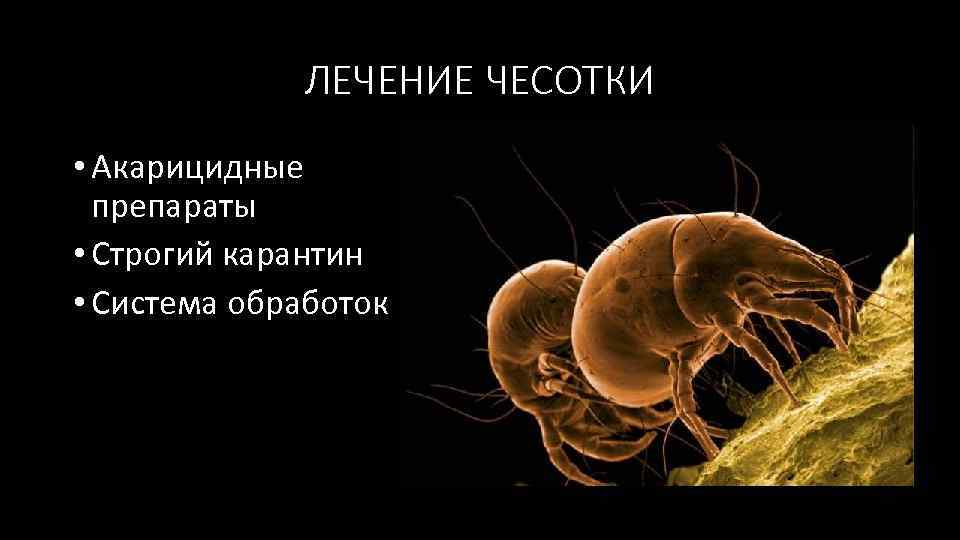 ЛЕЧЕНИЕ ЧЕСОТКИ • Акарицидные препараты • Строгий карантин • Система обработок 