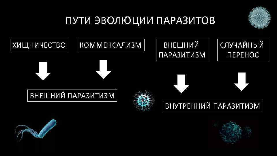 ПУТИ ЭВОЛЮЦИИ ПАРАЗИТОВ ХИЩНИЧЕСТВО КОММЕНСАЛИЗМ ВНЕШНИЙ ПАРАЗИТИЗМ СЛУЧАЙНЫЙ ПЕРЕНОС ВНЕШНИЙ ПАРАЗИТИЗМ ВНУТРЕННИЙ ПАРАЗИТИЗМ 