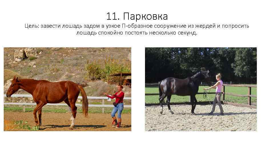 11. Парковка Цель: завести лошадь задом в узкое П-образное сооружение из жердей и попросить