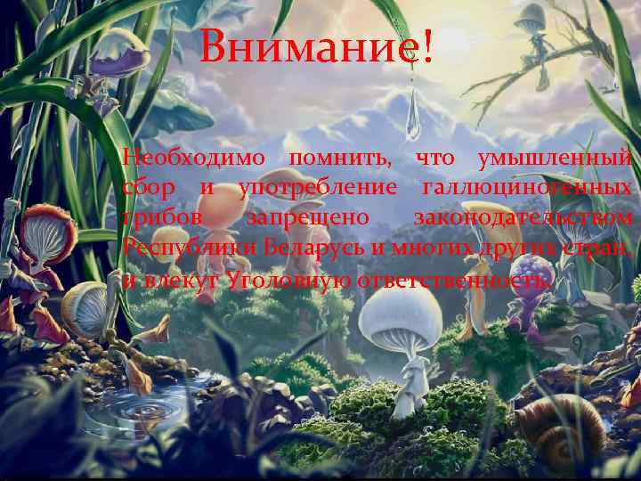 Внимание! Необходимо помнить, что умышленный сбор и употребление галлюциногенных грибов запрещено законодательством Республики Беларусь