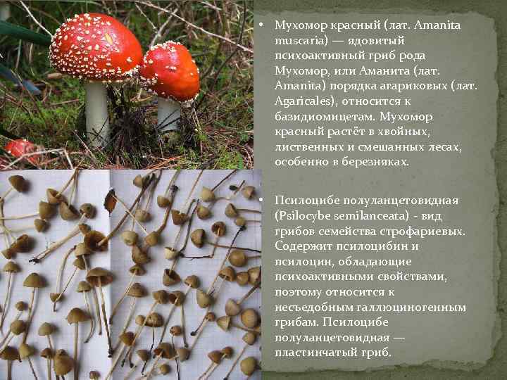  • Мухомор красный (лат. Amanita muscaria) — ядовитый психоактивный гриб рода Мухомор, или