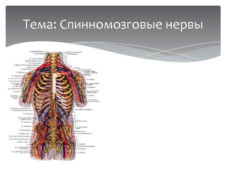 Тема: Спинномозговые нервы 