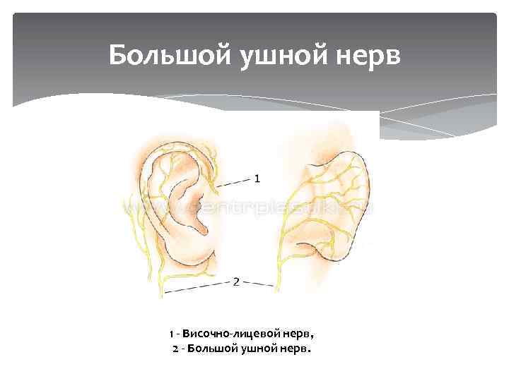 Большой ушной нерв 1 - Височно-лицевой нерв, 2 - Большой ушной нерв. 