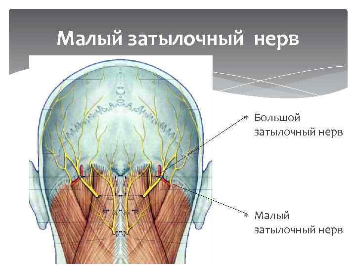 Малый затылочный нерв Большой затылочный нерв Малый затылочный нерв 