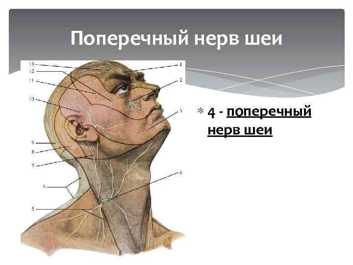 Поперечный нерв шеи 4 - поперечный нерв шеи 