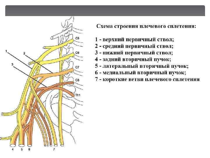 Седалищный нерв схема расположения