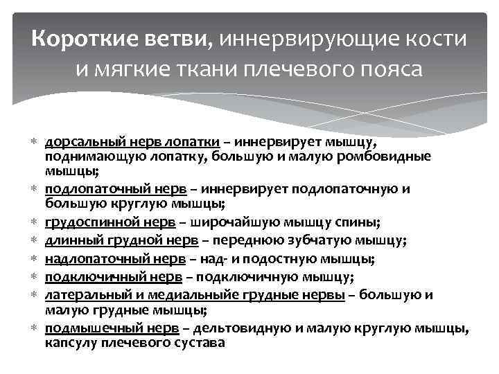 Короткие ветви, иннервирующие кости и мягкие ткани плечевого пояса дорсальный нерв лопатки – иннервирует