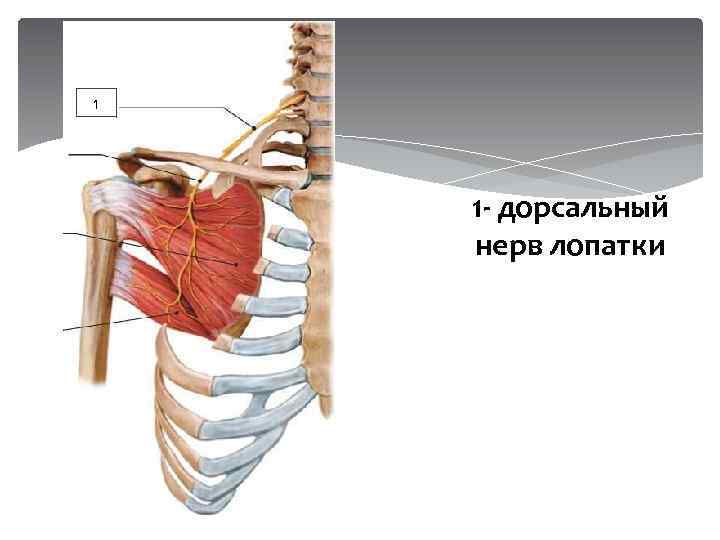 1 1 - дорсальный нерв лопатки 