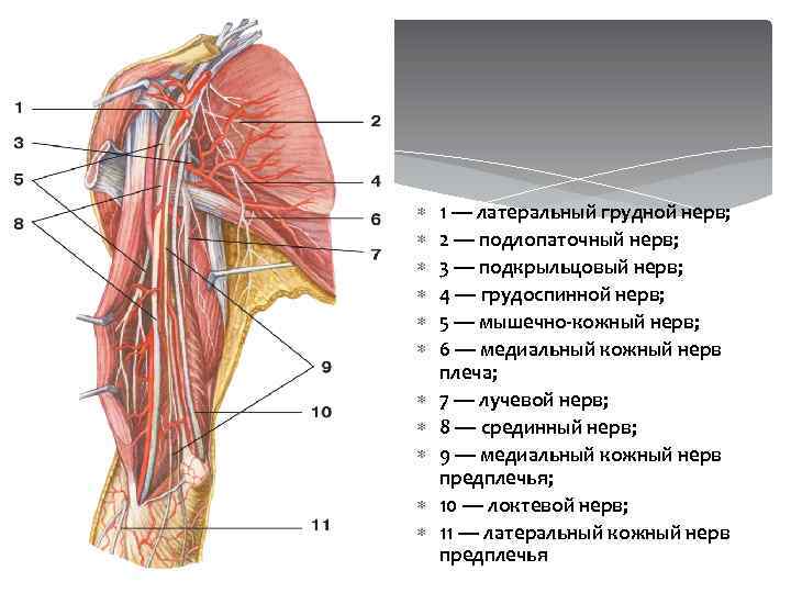  1 — латеральный грудной нерв; 2 — подлопаточный нерв; 3 — подкрыльцовый нерв;