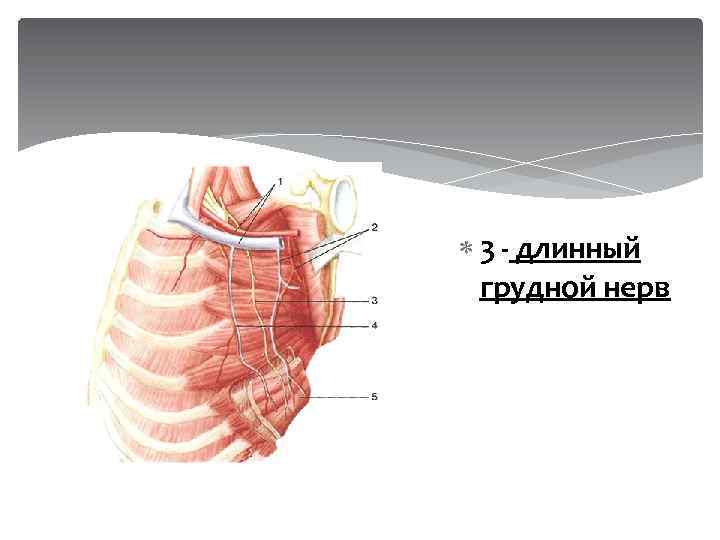  3 - длинный грудной нерв 