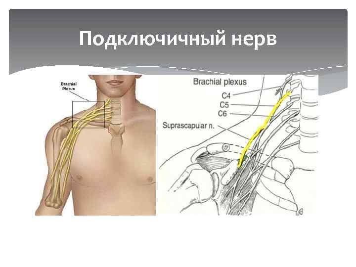 Подключичный нерв 