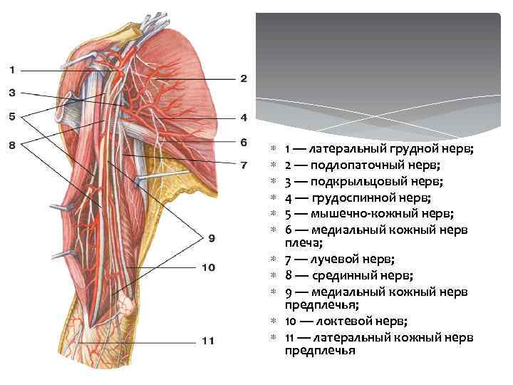  1 — латеральный грудной нерв; 2 — подлопаточный нерв; 3 — подкрыльцовый нерв;