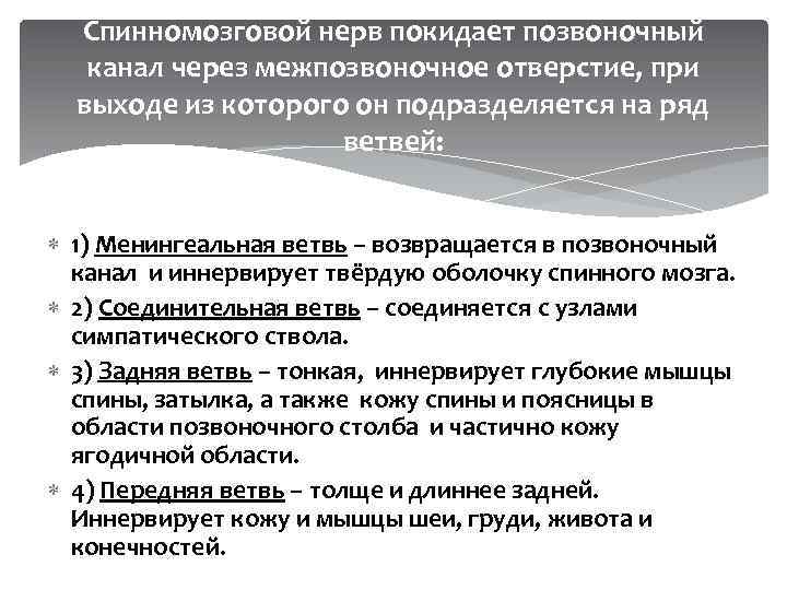 Спинномозговой нерв покидает позвоночный канал через межпозвоночное отверстие, при выходе из которого он подразделяется