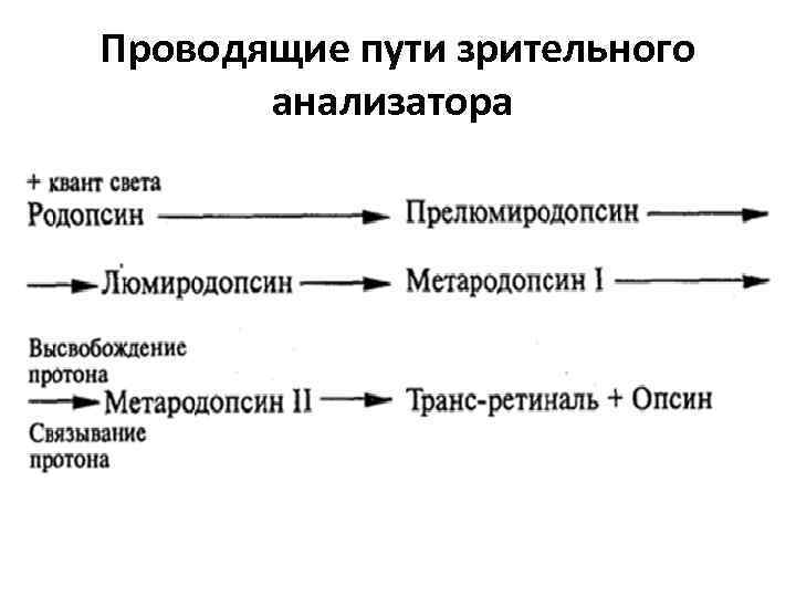 Проводящие пути зрительного анализатора 