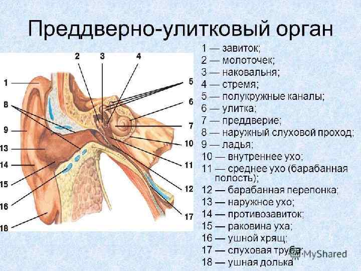 Схема строения преддверно улиткового органа