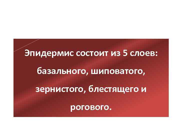 Эпидермис состоит из 5 слоев: базального, шиповатого, зернистого, блестящего и рогового. 