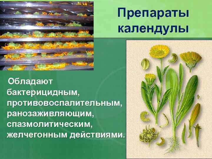 Препараты календулы Обладают бактерицидным, противовоспалительным, ранозаживляющим, спазмолитическим, желчегонным действиями. 