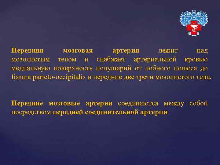Передняя мозговая артерия лежит над мозолистым телом и снабжает артериальной кровью медиальную поверхность полушарий