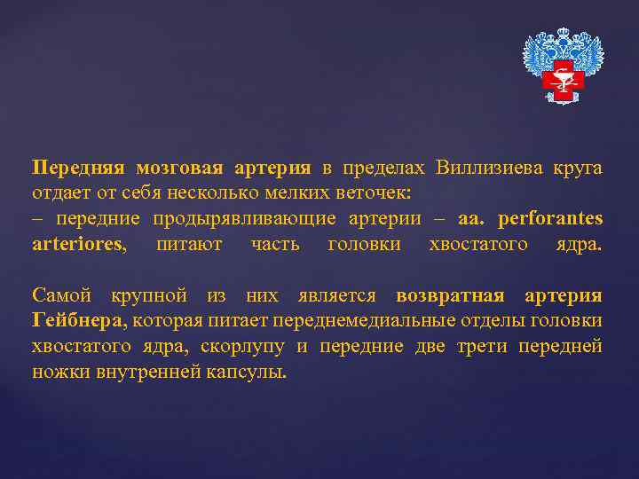 Передняя мозговая артерия в пределах Виллизиева круга отдает от себя несколько мелких веточек: –