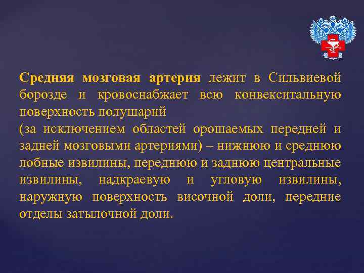 Средняя мозговая артерия лежит в Сильвиевой борозде и кровоснабжает всю конвекситальную поверхность полушарий (за