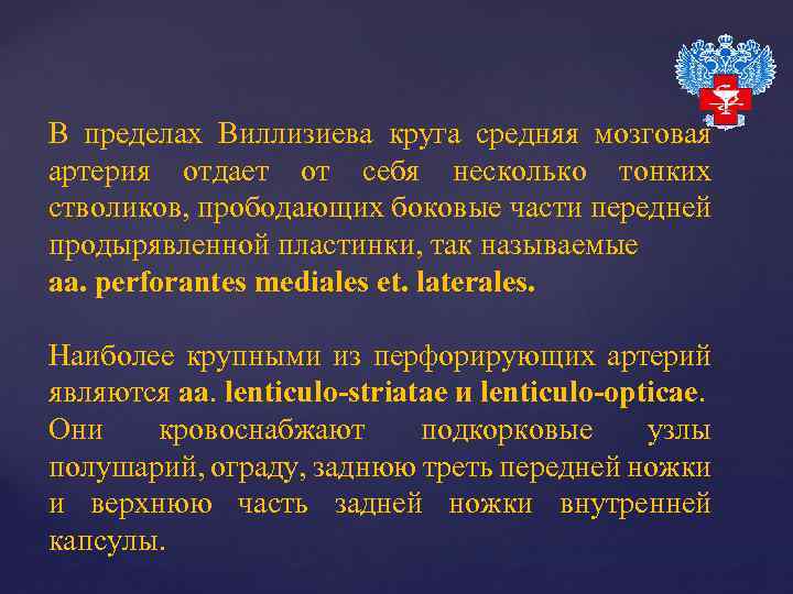 В пределах Виллизиева круга средняя мозговая артерия отдает от себя несколько тонких стволиков, прободающих