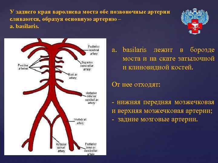 У заднего края варолиева моста обе позвоночные артерии сливаются, образуя основную артерию – a.