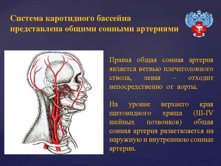 Система каротидного бассейна представлена общими сонными артериями Правая общая сонная артерия является ветвью плечеголовного