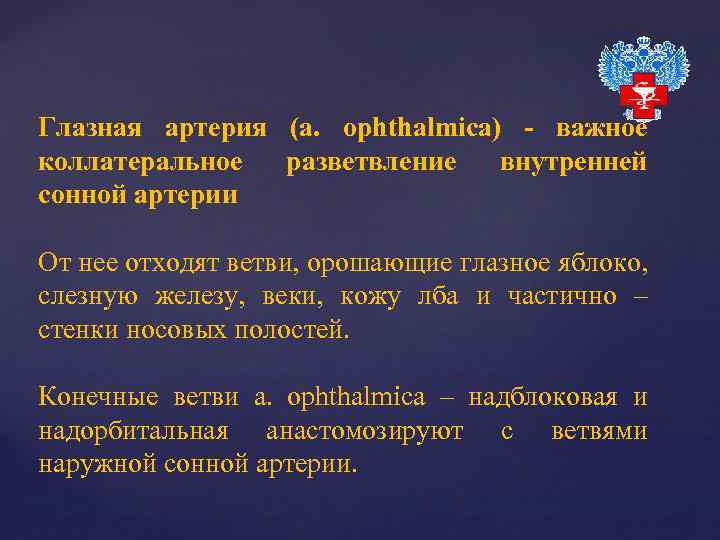 Глазная артерия (a. оphthalmica) - важное коллатеральное разветвление внутренней сонной артерии От нее отходят