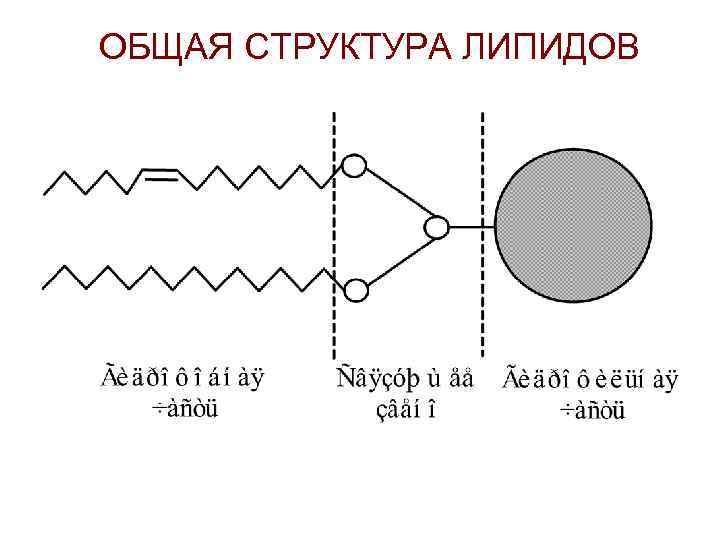 ОБЩАЯ СТРУКТУРА ЛИПИДОВ 