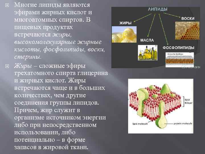  Многие липиды являются эфирами жирных кислот и многоатомных спиртов. В пищевых продуктах встречаются