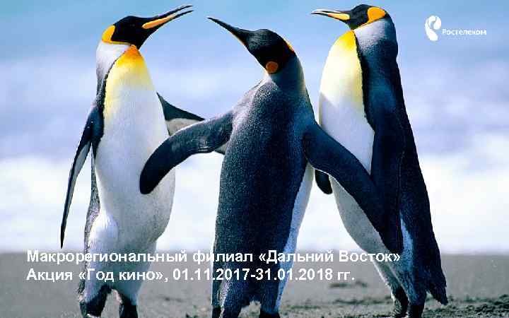 Макрорегиональный филиал «Дальний Восток» Акция «Год кино» , 01. 11. 2017 -31. 01. 2018