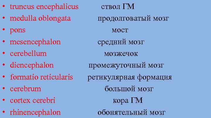  • • • truncus encephalicus medulla oblongata pons mesencephalon cerebellum diencephalon formatio reticularis